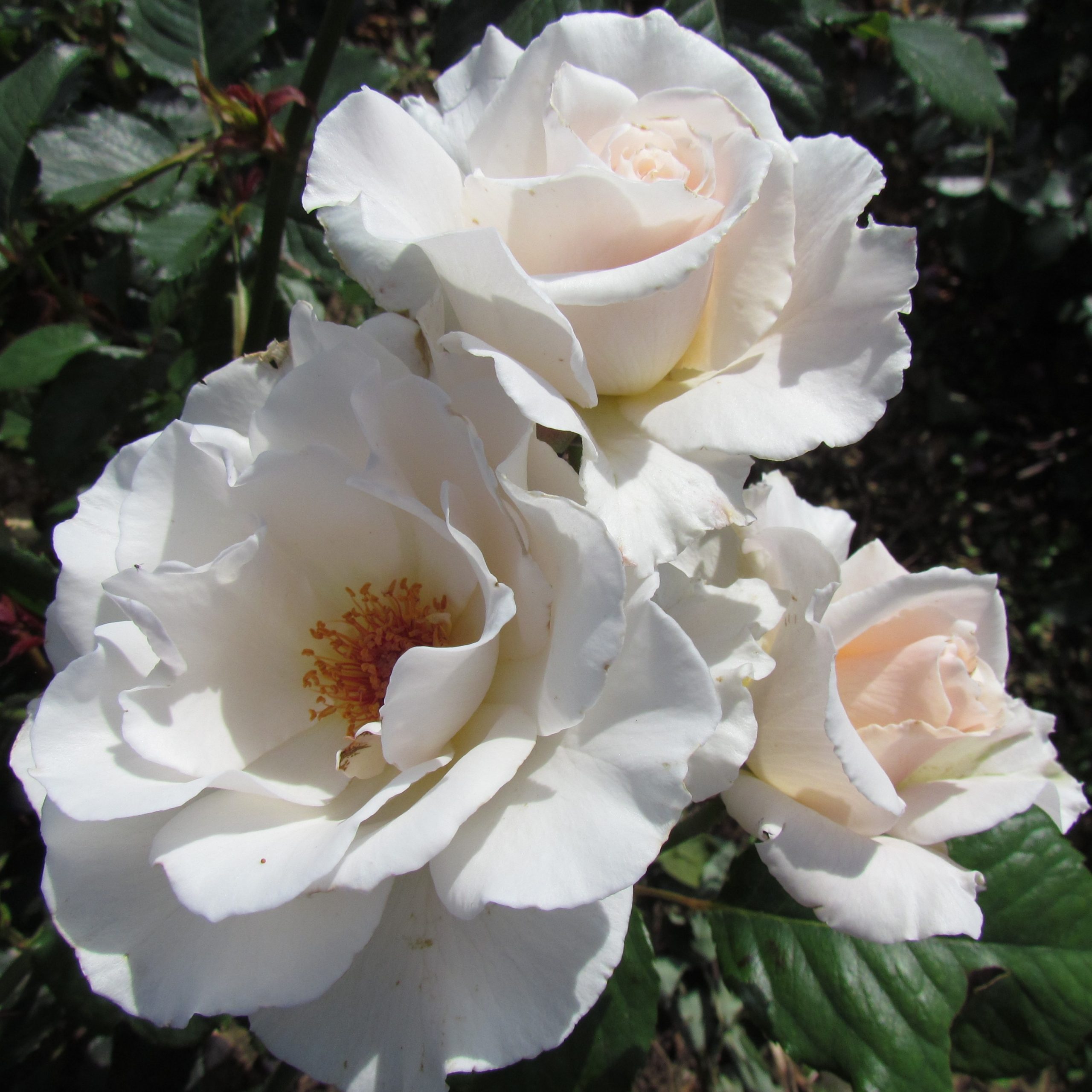 Rosa 'Margaret Merrill'